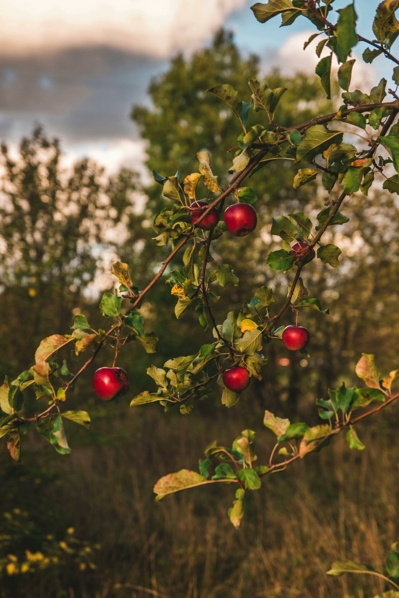 Way Up High in the Apple Tree