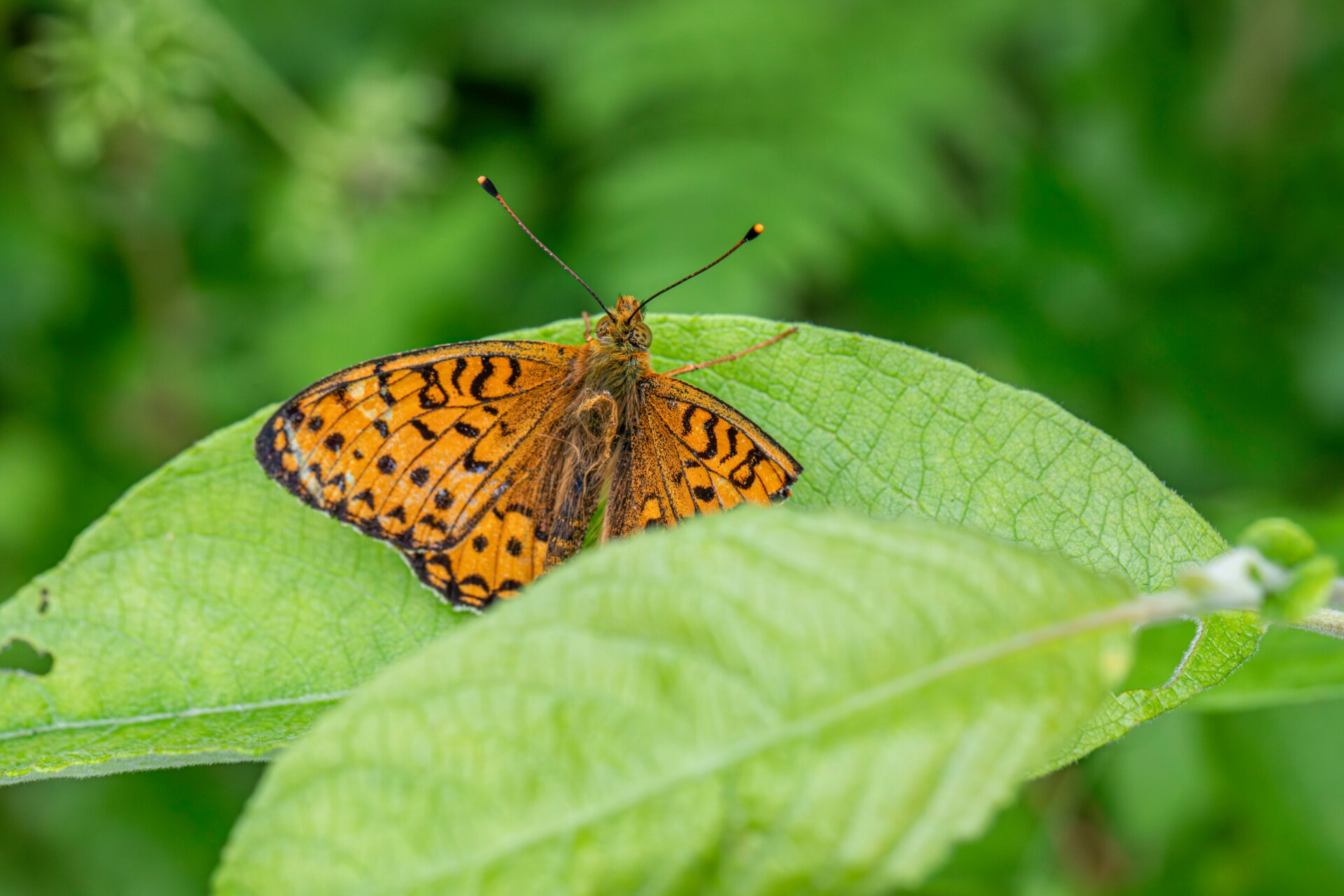 Top 10 Most Popular Butterflies of the Caribbean