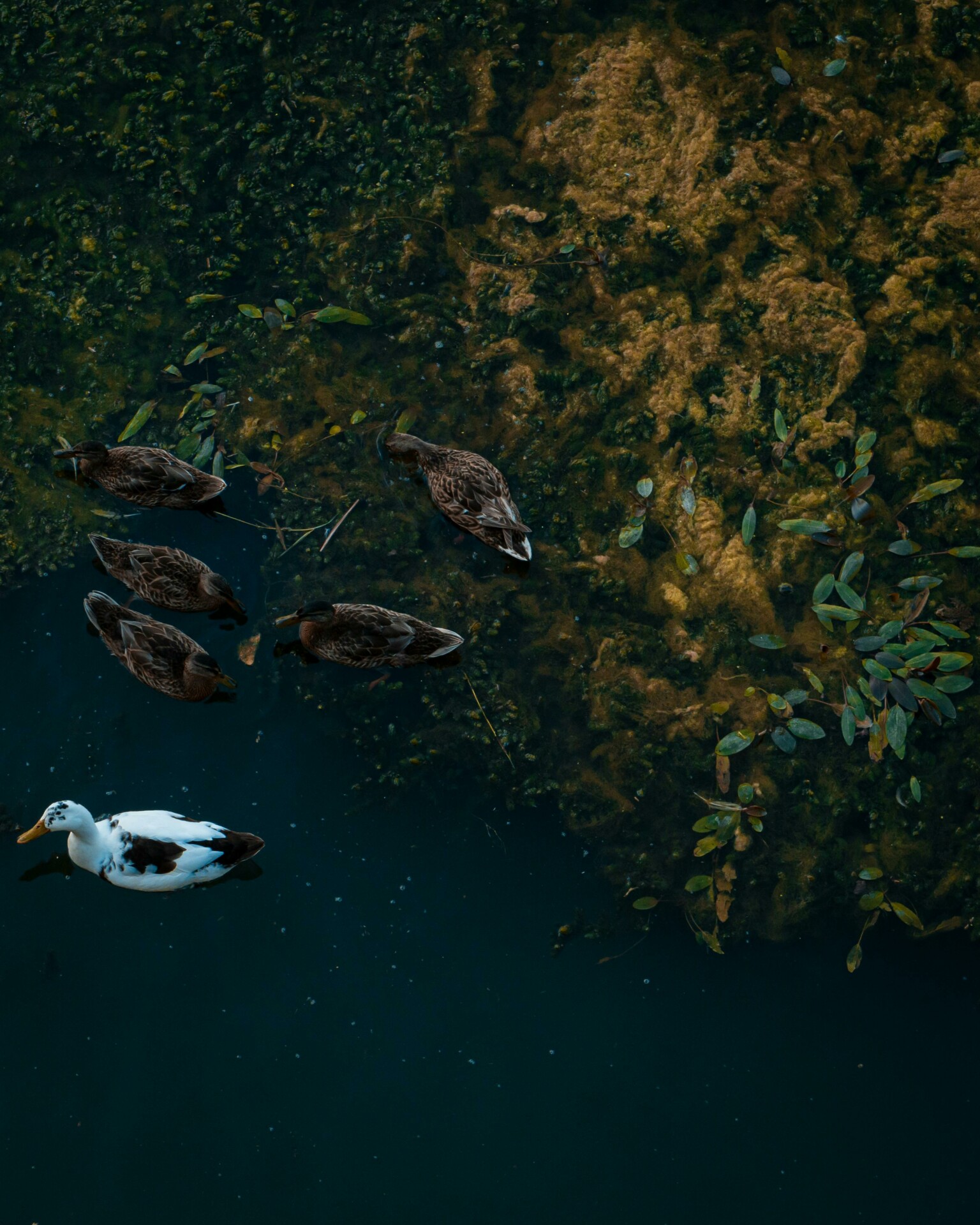 Five Little Ducks