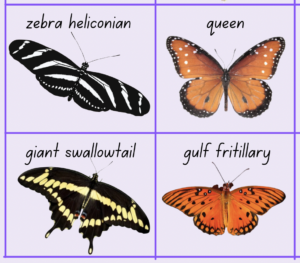 Butterflies name list