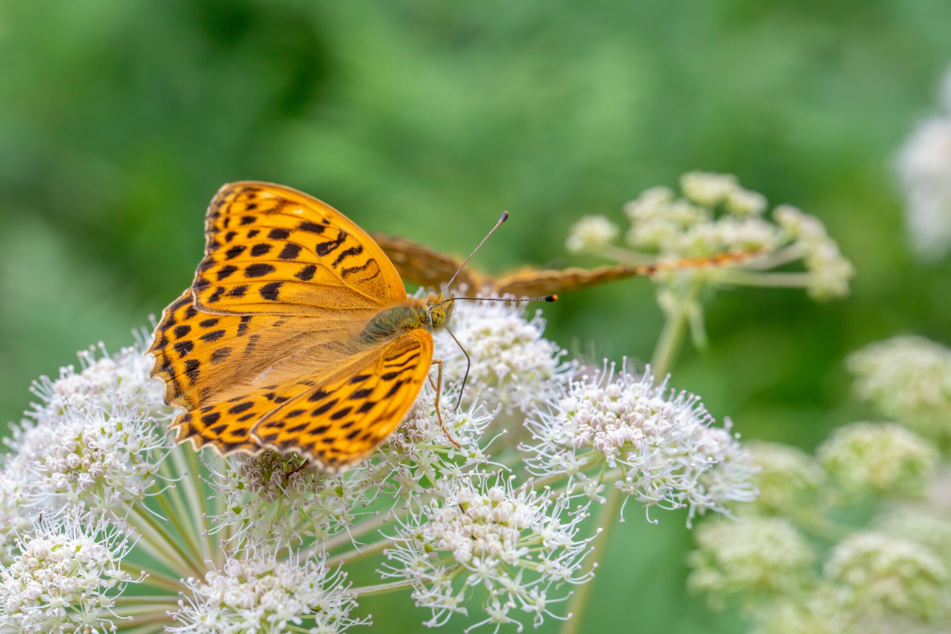 How to Create a Butterfly Garden?