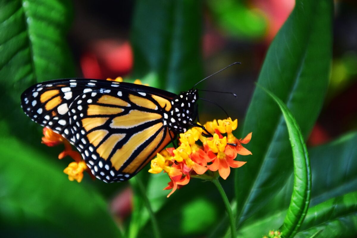 Top 10 Most Popular Butterflies Of North America