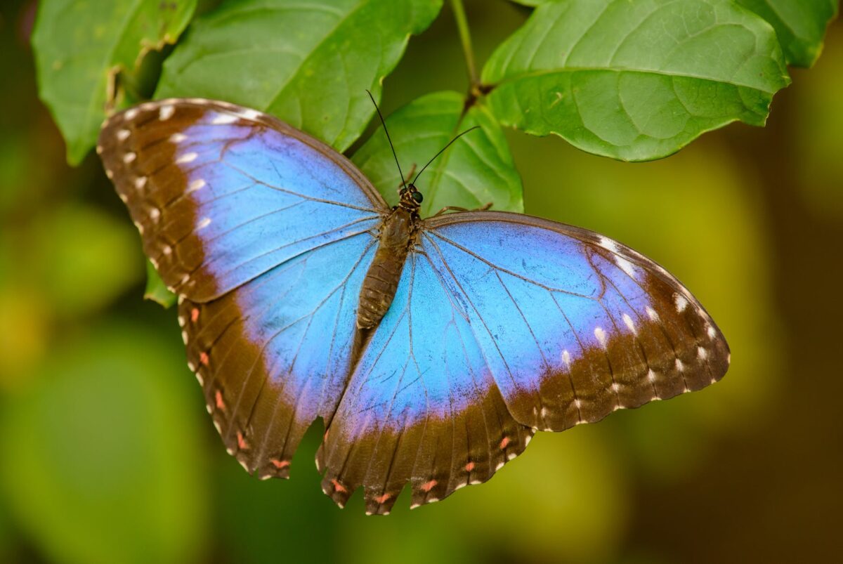 Top 10 Popular Butterflies of Europe