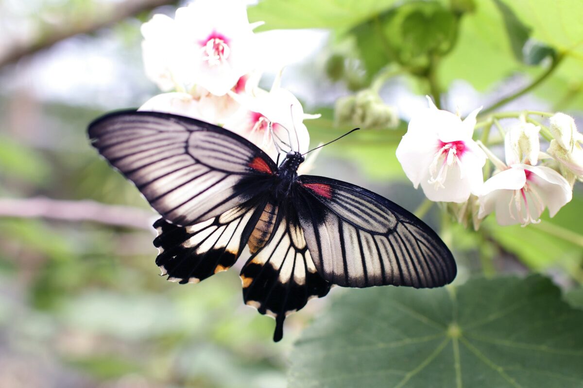 Top 10 Beautiful Butterflies of South America