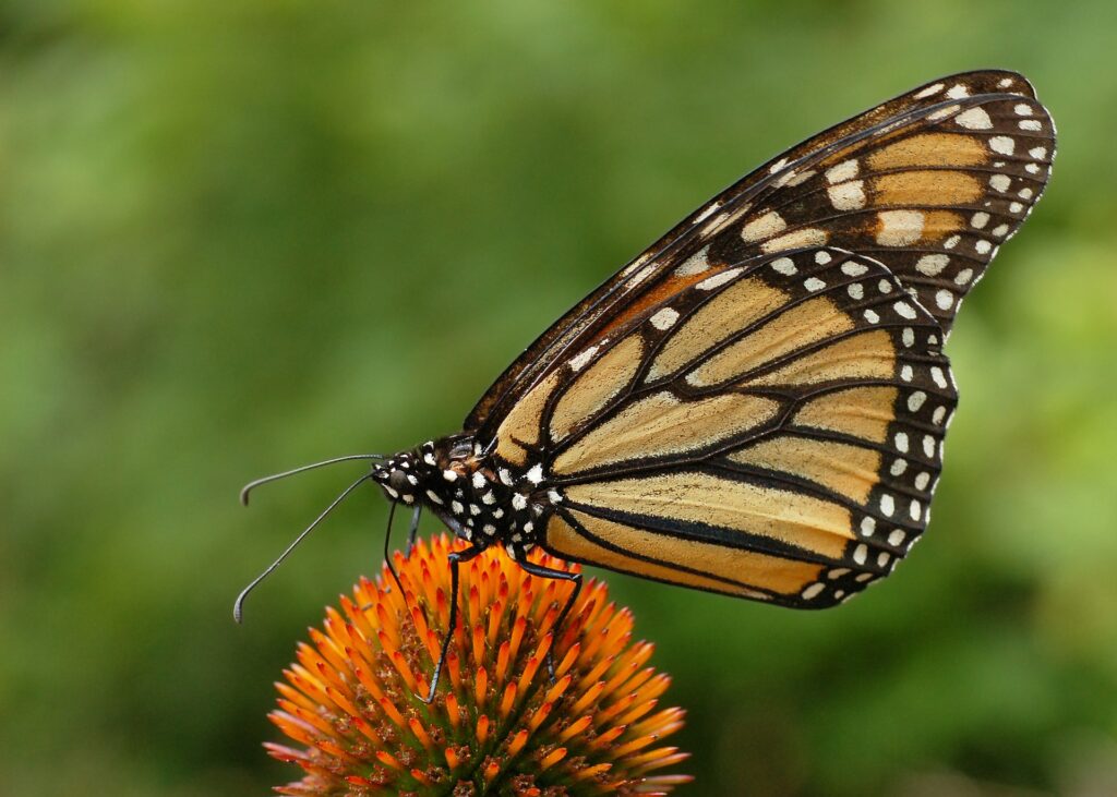 Monarch butterfly on cornflower