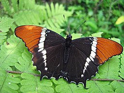 Rusty-tipped Page BUtterfly
