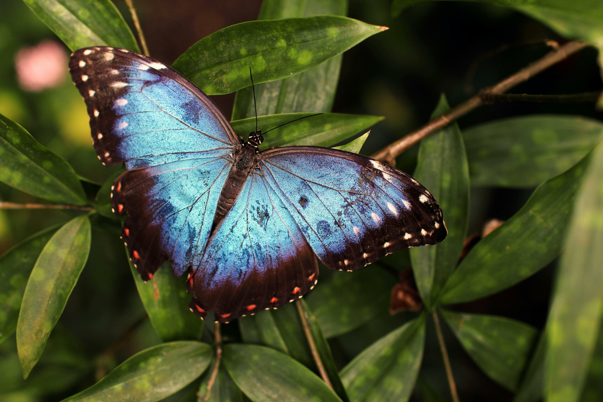 Top 10 Most Popular Butterflies of Africa