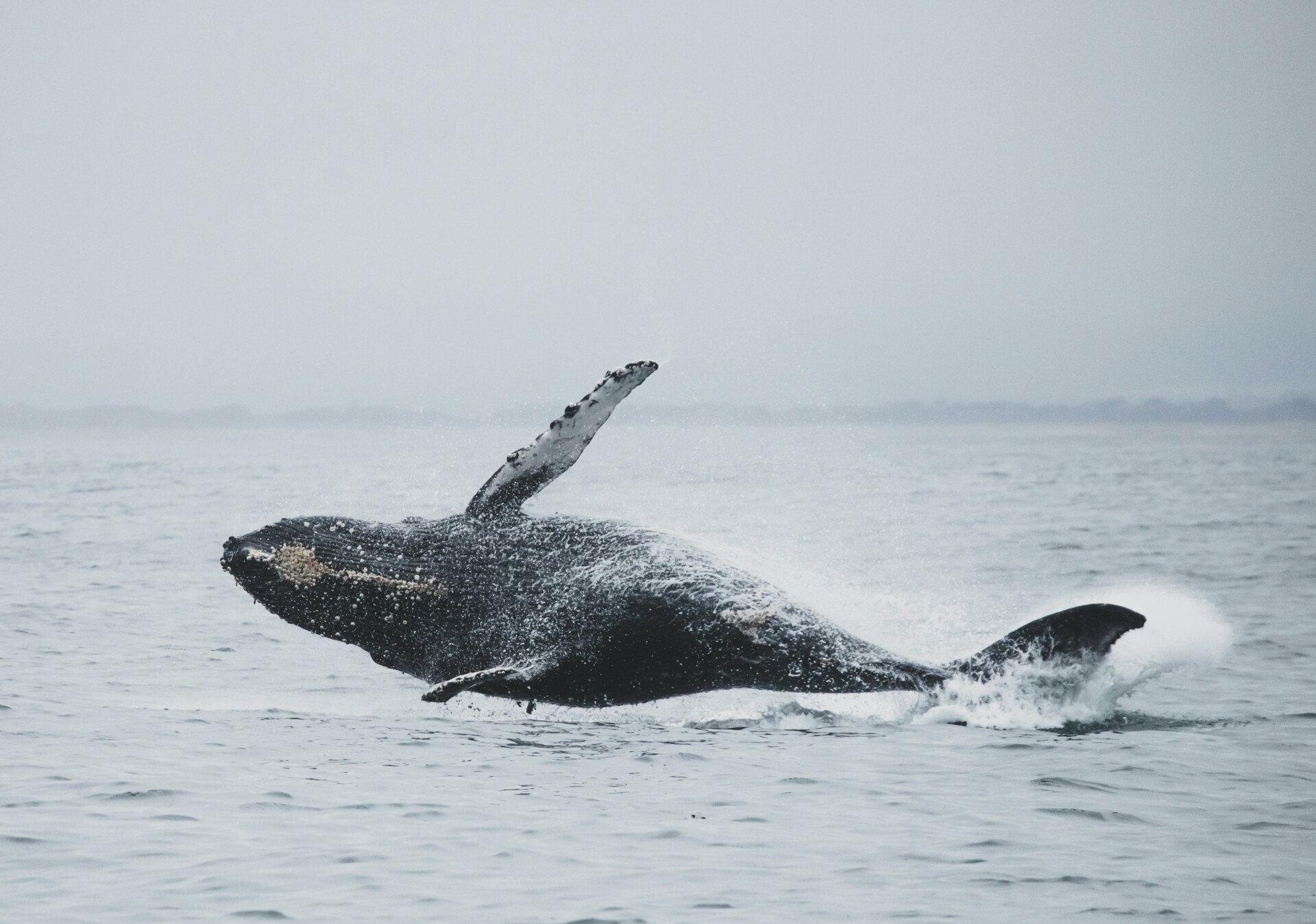 C’est la baleine