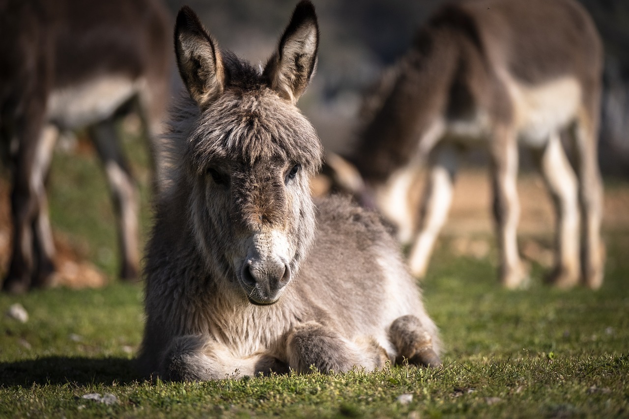 A mi burro le duele la cabeza