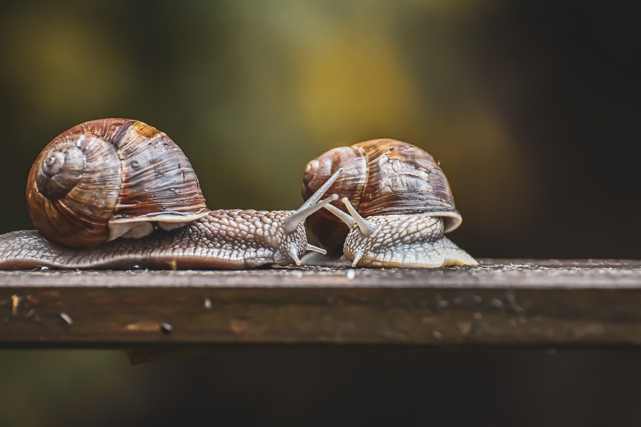 Trois escargots