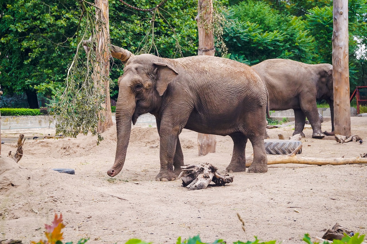 Un éléphant se balançait