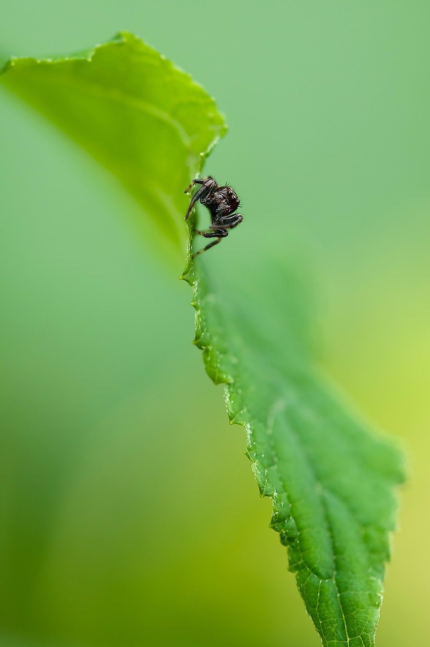 L’araignée Gipsy