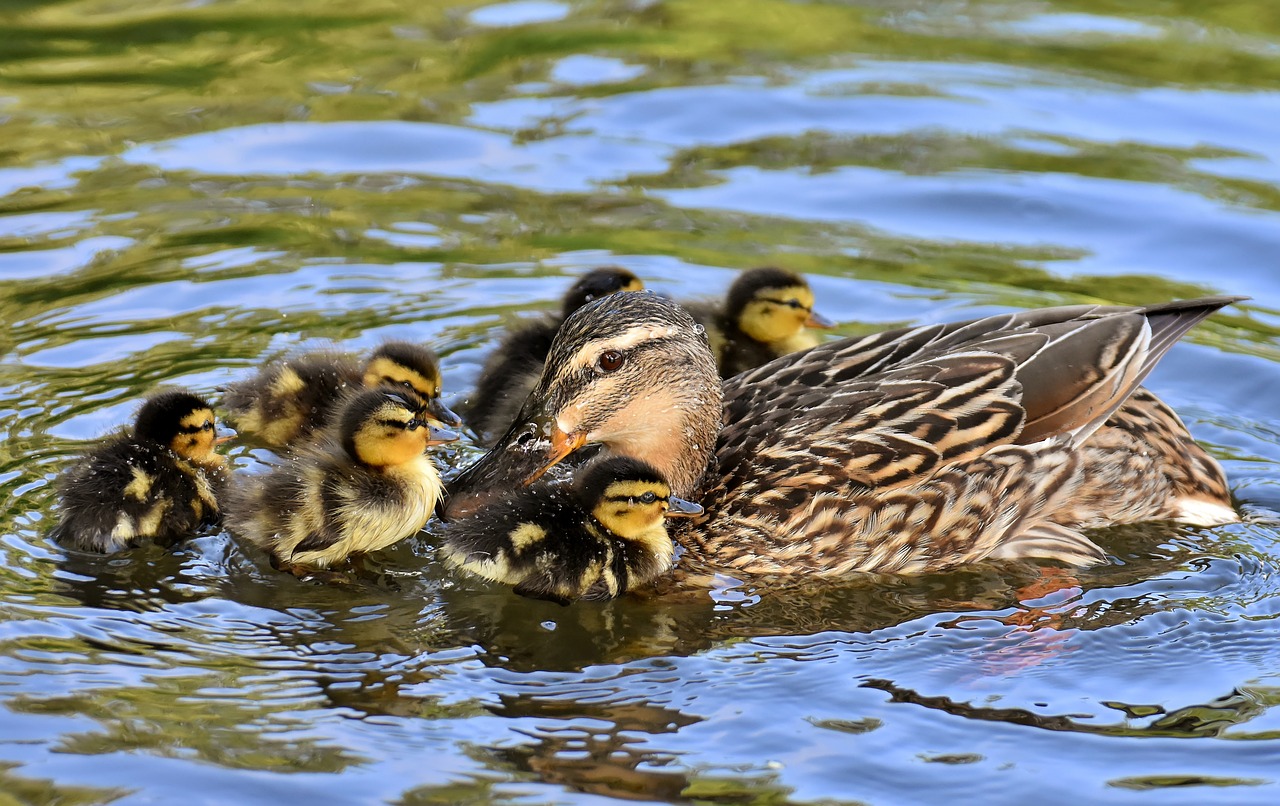 Five Little Ducks