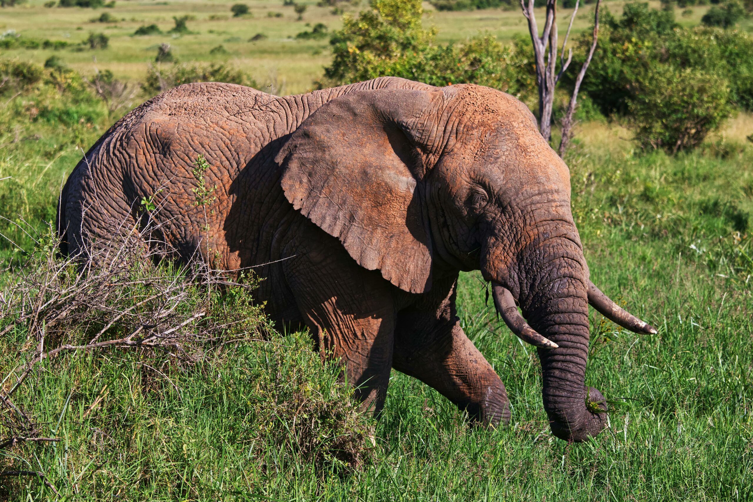 Un elefante se balanceaba